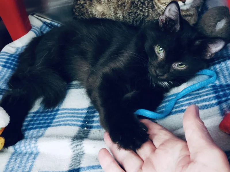 A baby medium-sized male Black Domestic Medium Hair cat named Hawk for adoption in Rock Hill, SC