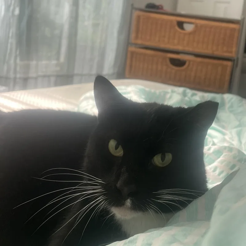 Misses Wiggles thumbnail 2