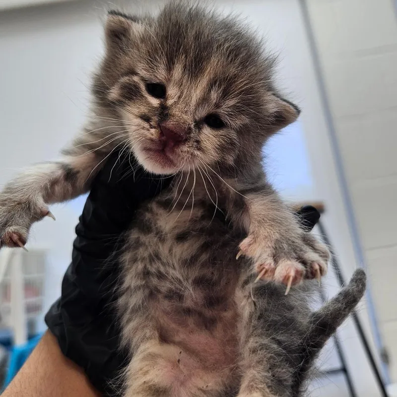 A baby small-sized female Gray / Blue / Silver Domestic Short Hair cat named Amity for adoption in Corpus Christi, TX