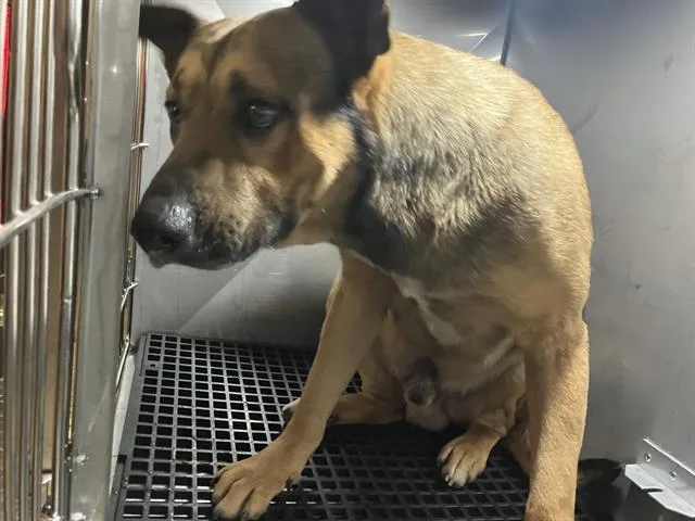 A young large-sized male Mixed Breed dog named Teka for adoption in Dallas, TX