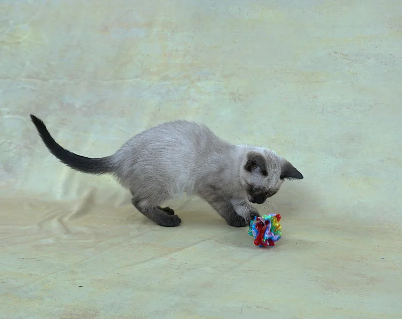 A baby medium-sized female Seal Point Siamese cat named Mali  Sweet Personality for adoption in Plano, TX