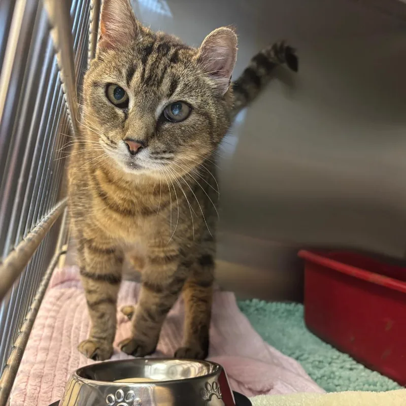 A senior small-sized female Brown / Chocolate Domestic Short Hair cat named Bodega for adoption in Hopewell, VA