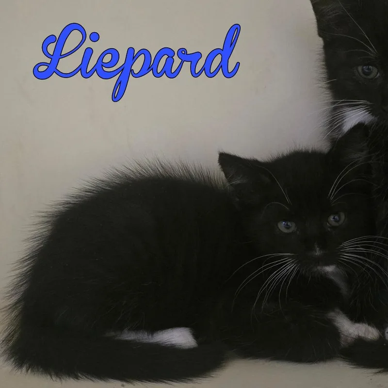A baby large-sized male Domestic Short Hair cat named Liepard for adoption in Hillsboro, OH