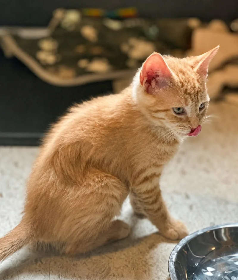 A baby medium-sized female Tabby (Orange / Red) Domestic Short Hair cat named Honey Bear for adoption in Mullica Hill, NJ