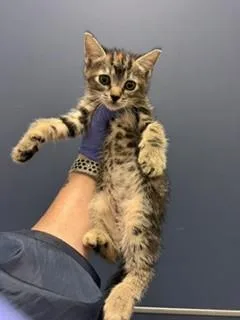 A baby small-sized female Domestic Short Hair cat named Juicy for adoption in Miami, FL