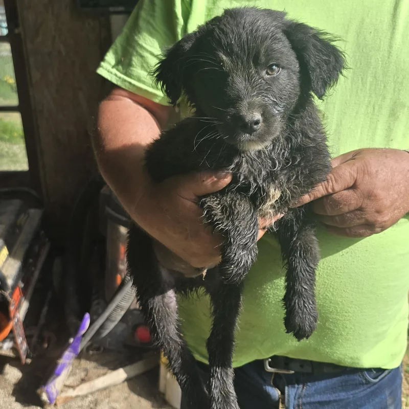 A baby medium-sized male Black Australian Shepherd dog named Shotzy for adoption in Zaleski, OH