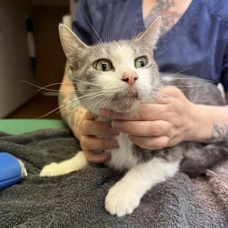 An adult medium-sized female Gray / Blue / Silver Domestic Short Hair cat named Melantho for adoption in Madison, WI