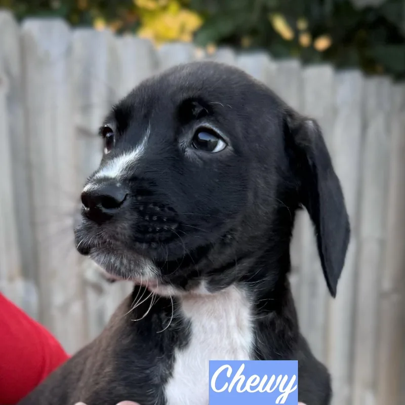 .chewy