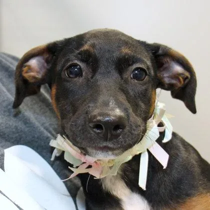 A young medium-sized female Brown / Chocolate Mixed Breed dog named Blue Jay for adoption in Lansing, MI