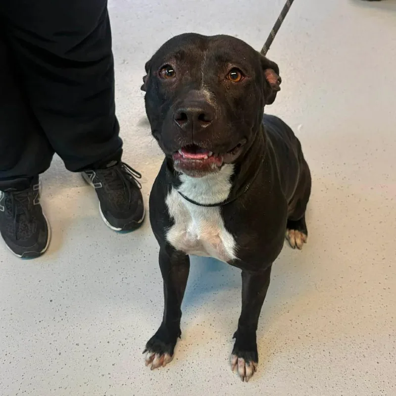 An adult medium-sized female Black Mixed Breed dog named Walkers for adoption in Huntington, WV