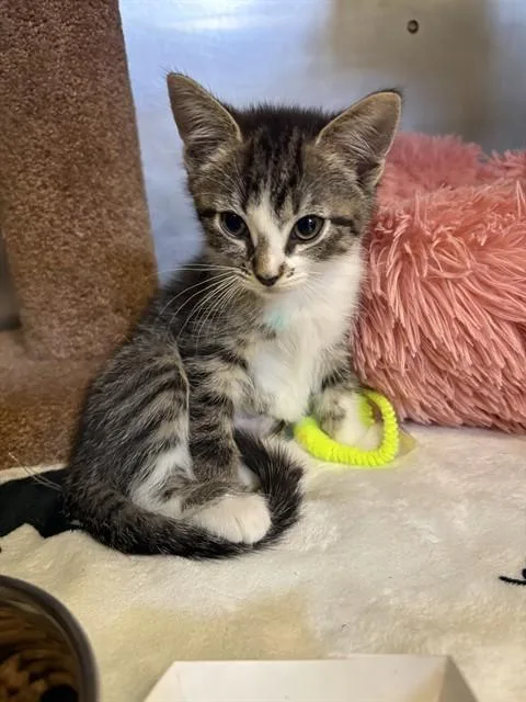 A baby medium-sized female Domestic Short Hair cat named Magik for adoption in Brewster, MA