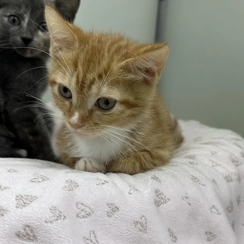A baby small-sized female Orange / Red Domestic Short Hair cat named Wynona for adoption in Leesburg, FL