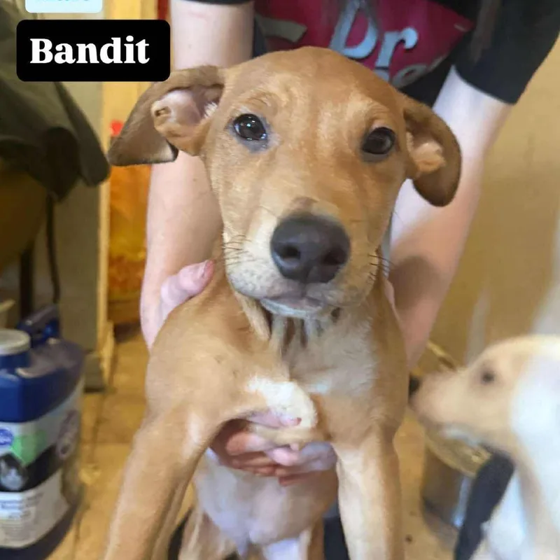 A young medium-sized male Yellow / Tan / Blond / Fawn Yellow Labrador Retriever dog named Bandit for adoption in Phoenix, AZ