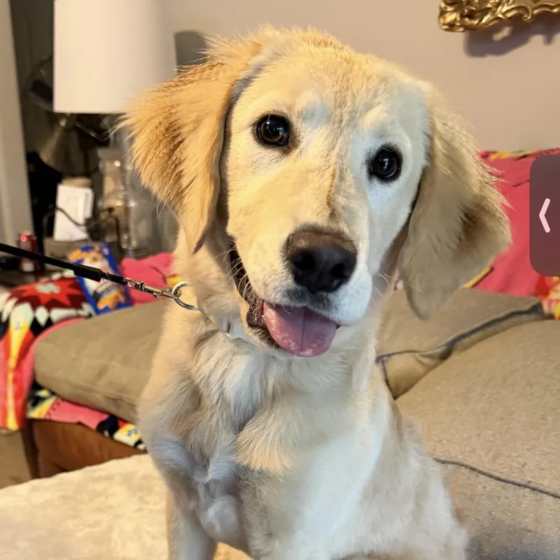 A young medium-sized female Golden Retriever dog named Annie for adoption in Corinth, MS
