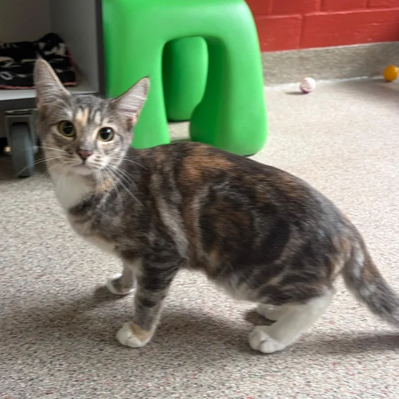 A baby small-sized female Torbie Domestic Short Hair cat named Dolly for adoption in Sarasota, FL