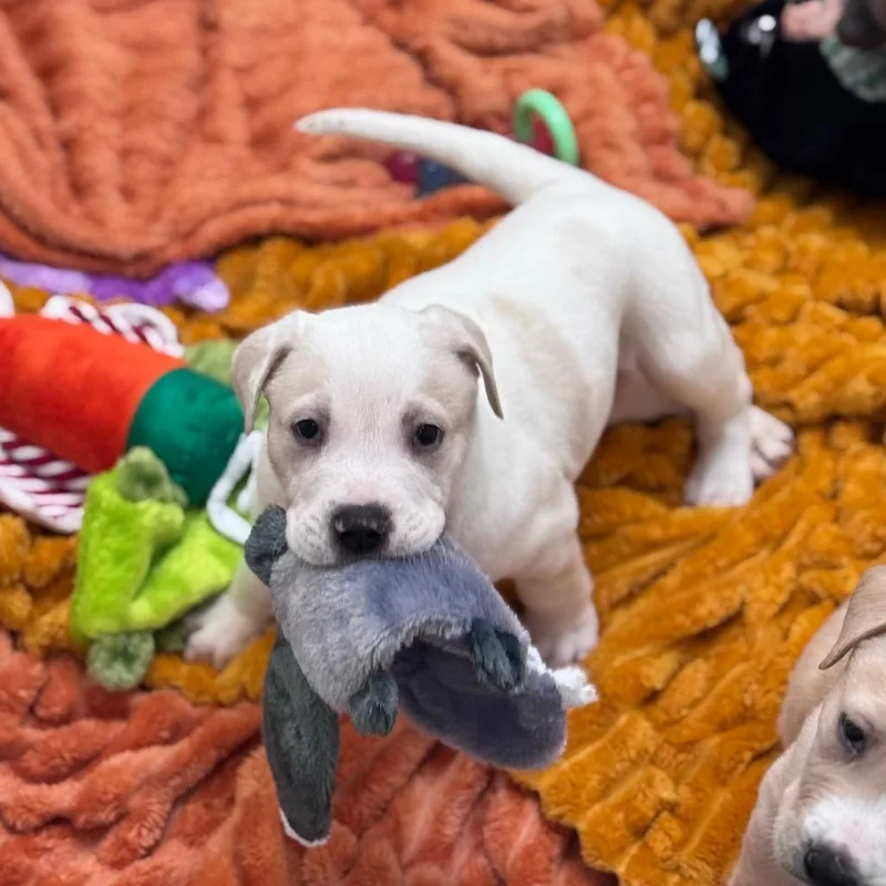 A baby medium-sized male White / Cream Pit Bull Terrier dog named Cobol for adoption in Kanab, UT