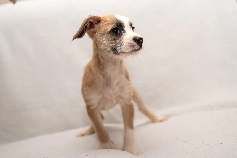 A baby small-sized female Wirehaired Terrier dog named Pippy. for adoption in Mobile, AL