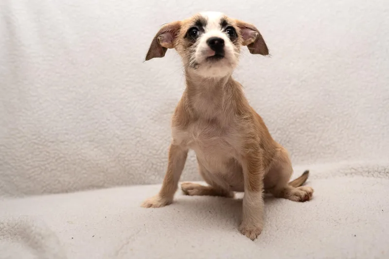 Pippy. thumbnail 3