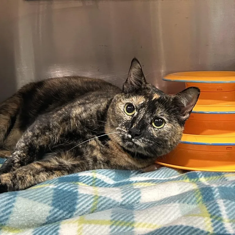 An adult large-sized female Black Domestic Short Hair cat named Sassy for adoption in Pensacola, FL