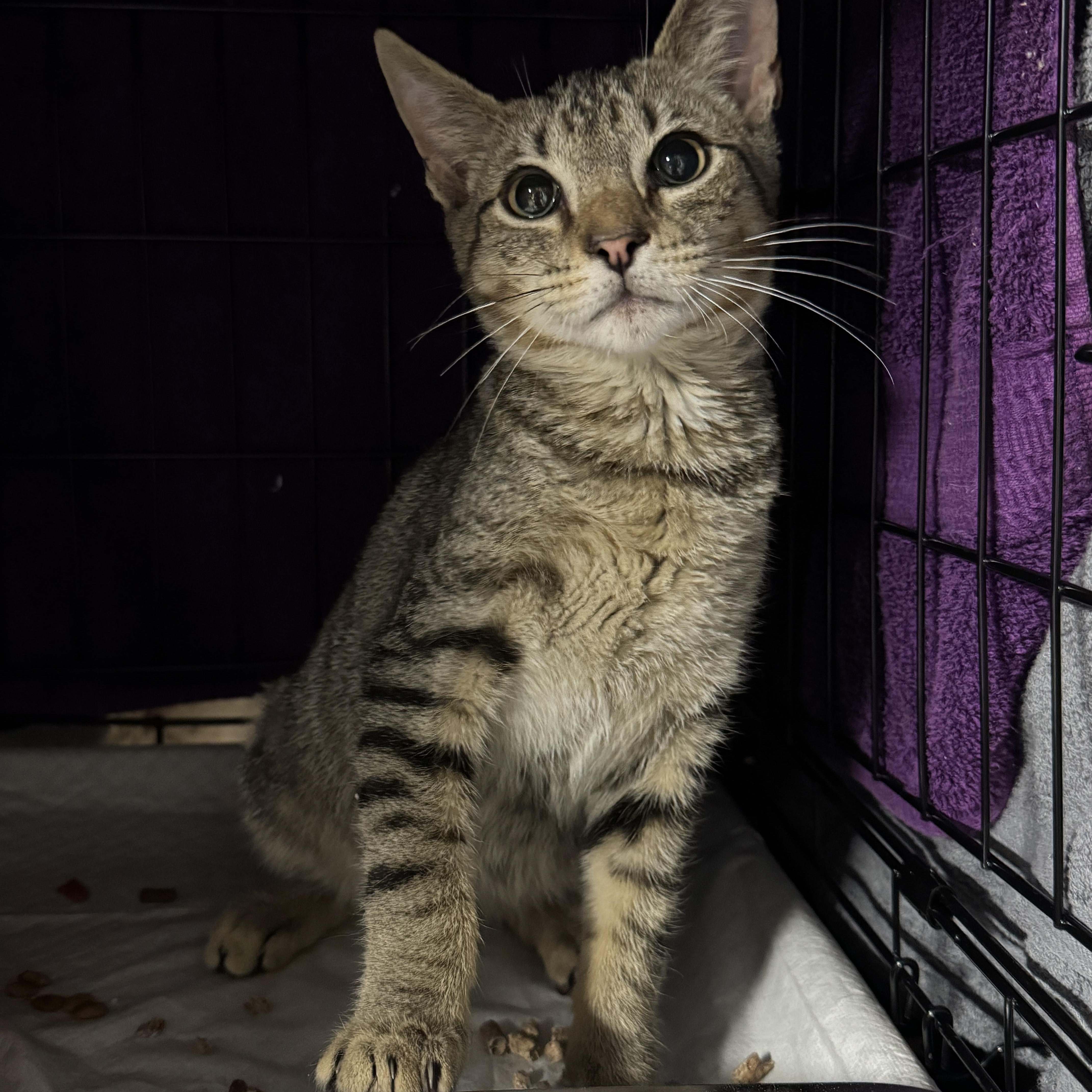 A baby small-sized male Tabby (Buff / Tan / Fawn) Tabby cat named Cosmo for adoption in Bayonne, NJ