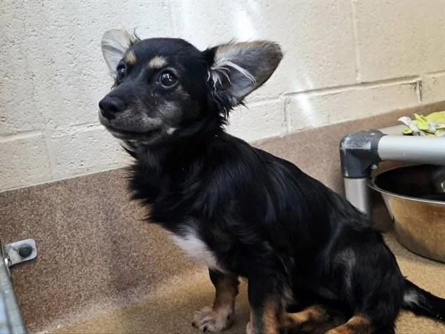 A baby small-sized female Terrier dog named Bonbon for adoption in Martinez, CA