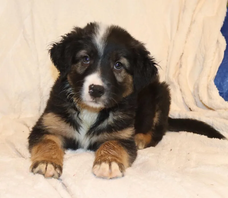 A baby medium-sized male Mixed Breed dog named Louie for adoption in Mesa, AZ