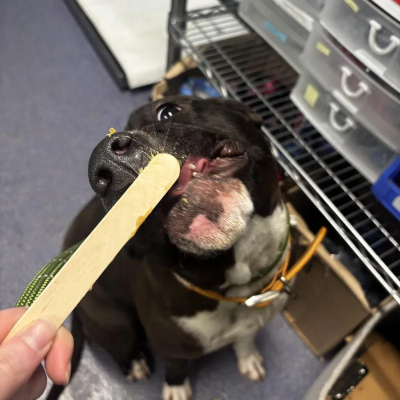 An adult medium-sized female Black Mixed Breed dog named Rylee for adoption in Edwardsville, IL