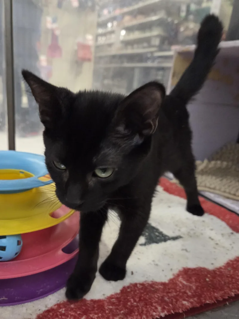 A baby medium-sized male Gray / Blue / Silver Domestic Short Hair cat named Silver & Oliver for adoption in Millville, UT