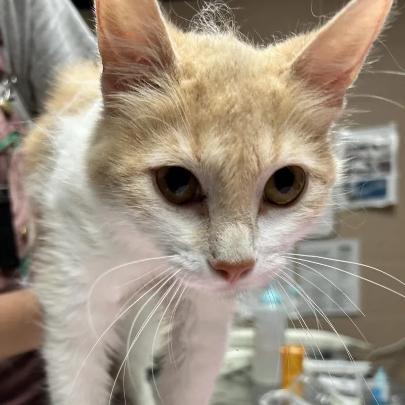 An adult medium-sized female Orange / Red Domestic Medium Hair cat named Simone for adoption in Newport, NC