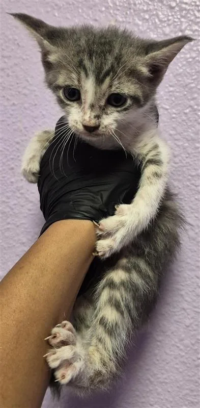 A baby small-sized female Gray / Blue / Silver Domestic Short Hair cat named 61492886 for adoption in El Paso, TX
