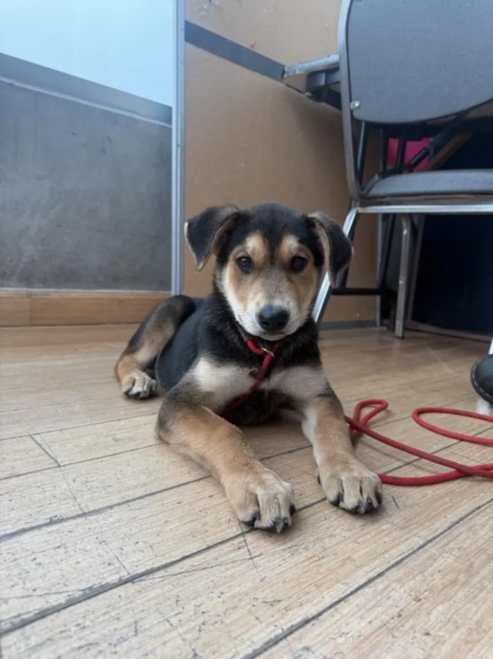 A baby small-sized female Siberian Husky dog named Eclair for adoption in Van Nuys, CA