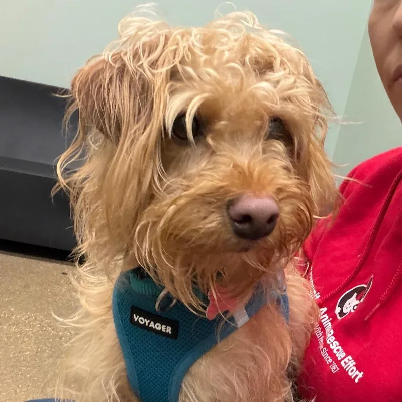 An adult small-sized male Apricot / Beige Terrier dog named Roger for adoption in Skokie, IL