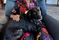 An adult medium-sized female Spaniel dog named Dumpling Darling for adoption in Alpharetta, GA