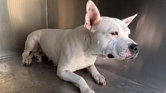 An adult large-sized female Staffordshire Bull Terrier dog named Latte for adoption in Phoenix, AZ