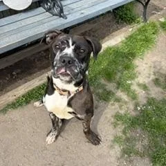 A young large-sized male American Bully dog named Rufus for adoption in Taunton, MA