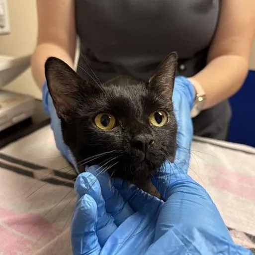 An adult medium-sized female Black Domestic Short Hair cat named Okami for adoption in Tempe, AZ
