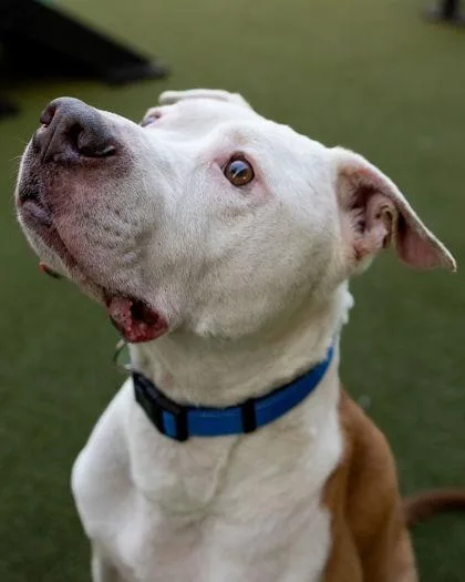 Winnie The Pooh thumbnail 3