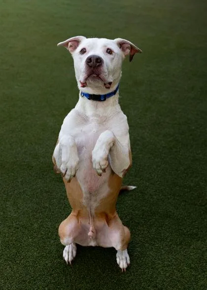 Winnie The Pooh thumbnail 5