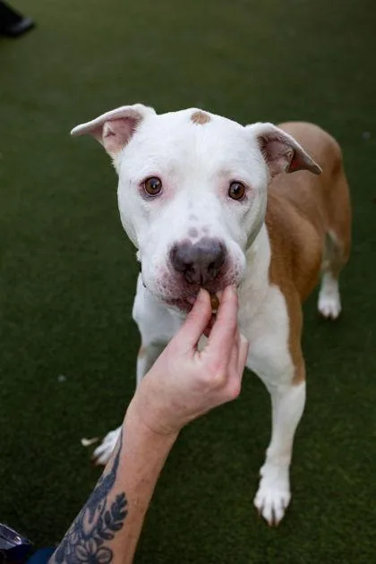 Winnie The Pooh thumbnail 6