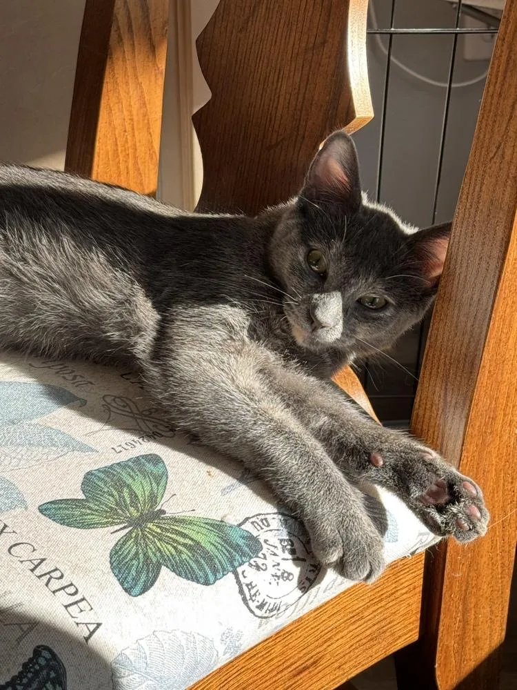 A baby small-sized female Gray / Blue / Silver Domestic Short Hair cat named Cinnabon for adoption in Vancouver, WA