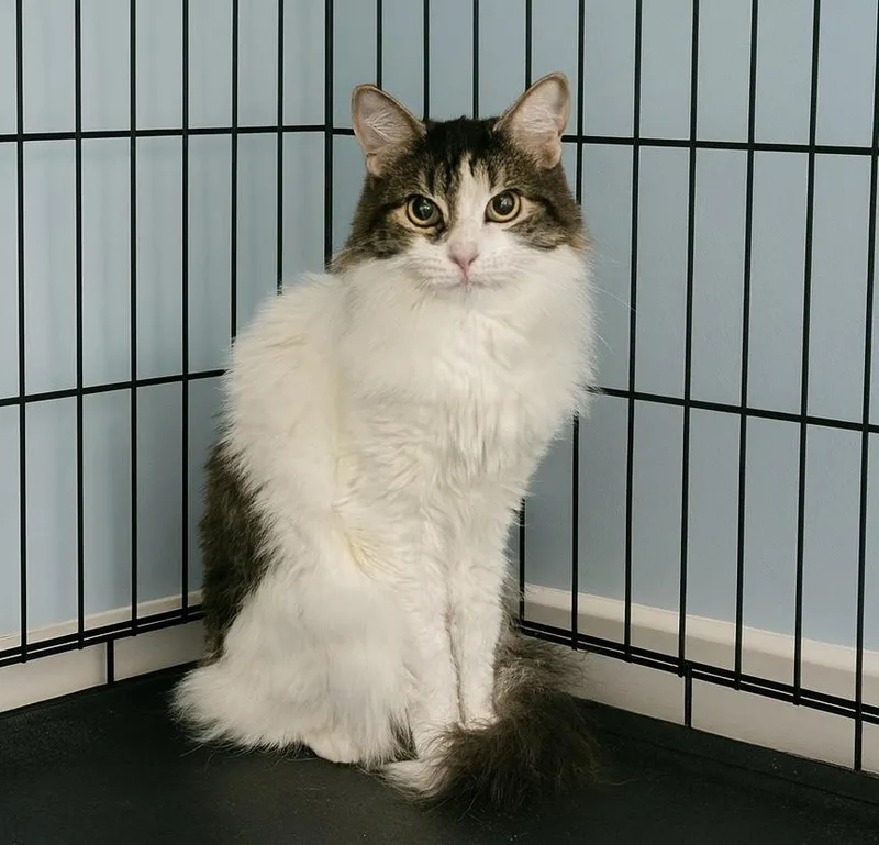 Chopstick thumbnail 2