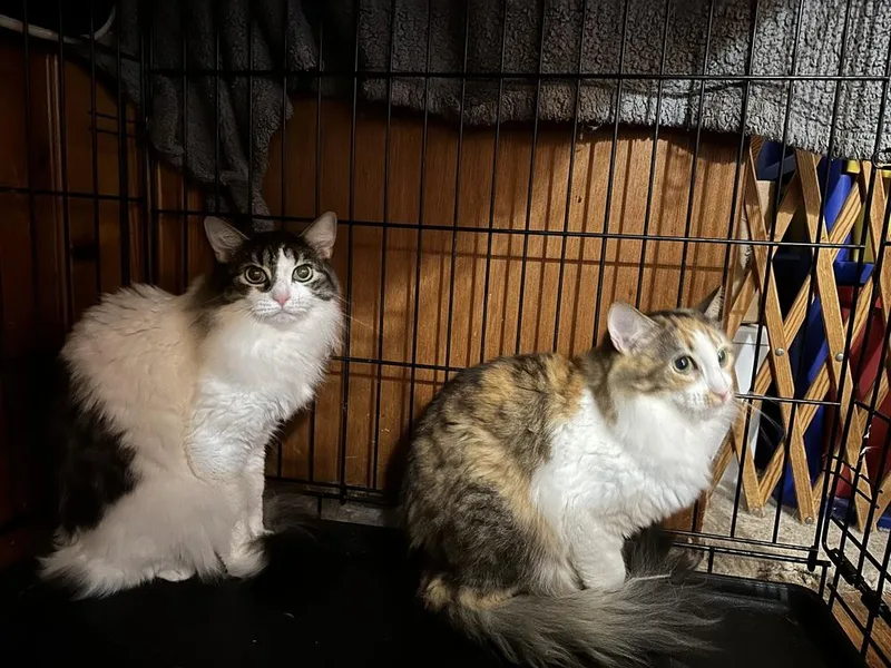 Chopstick thumbnail 3