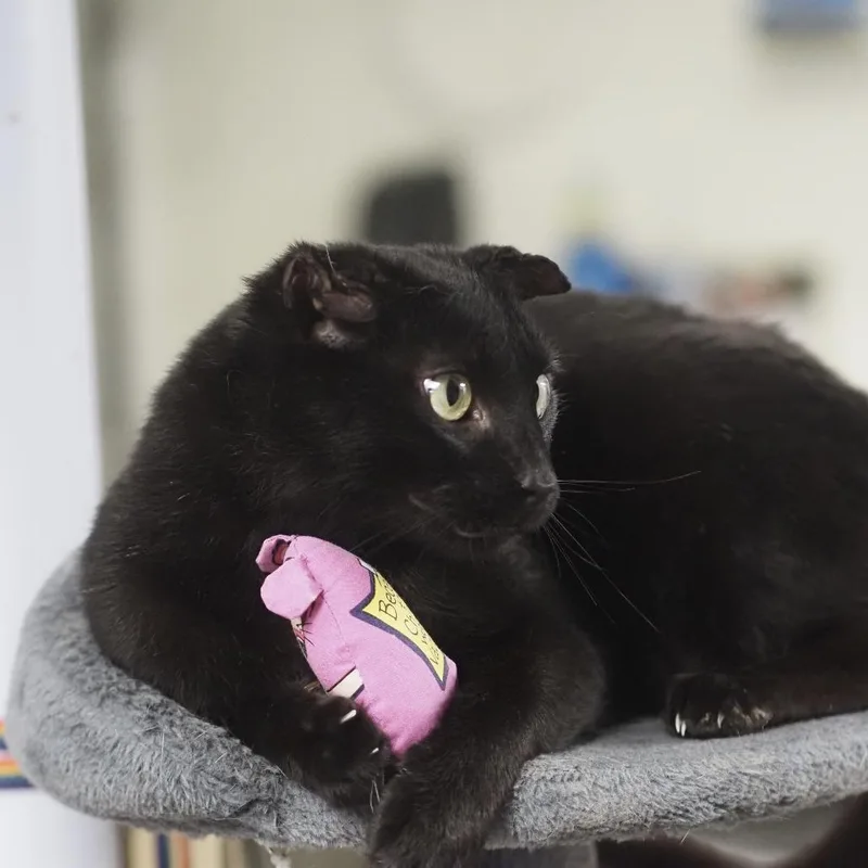 A young small-sized male Black Domestic Short Hair cat named Riley for adoption in Falls Church, VA