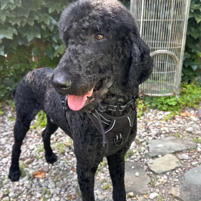 An adult medium-sized male Black Standard Poodle dog named Marty for adoption in Brockport, NY