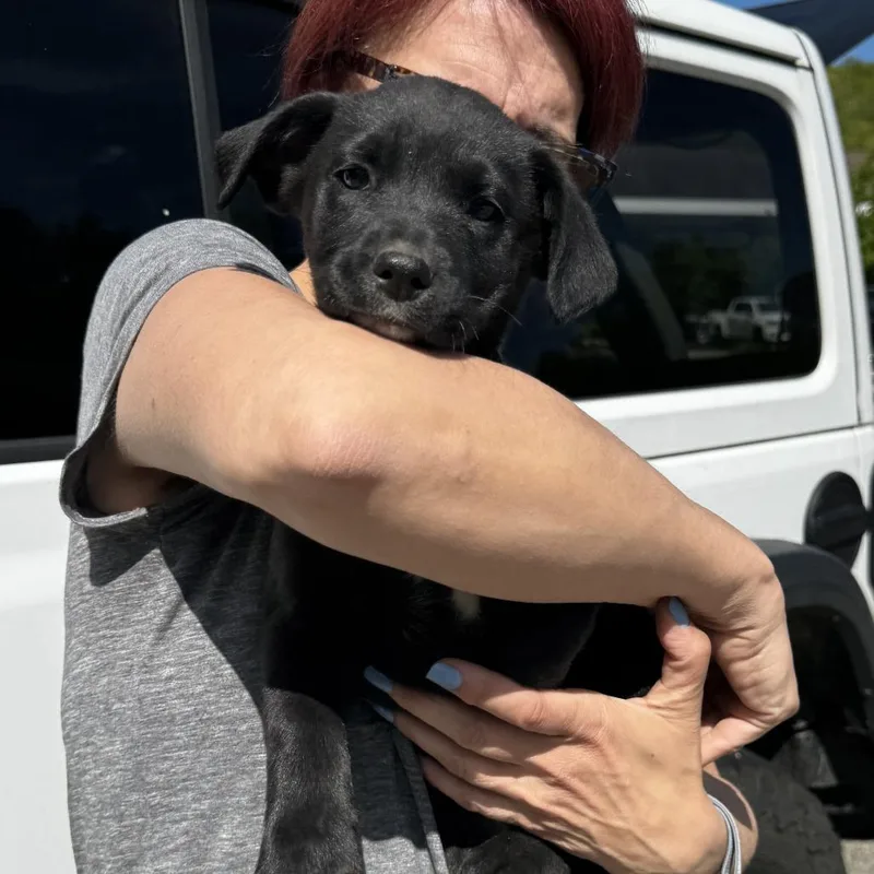 A baby medium-sized female Black Labrador Retriever dog named Ny Paisley Avail May for adoption in Stormville, NY