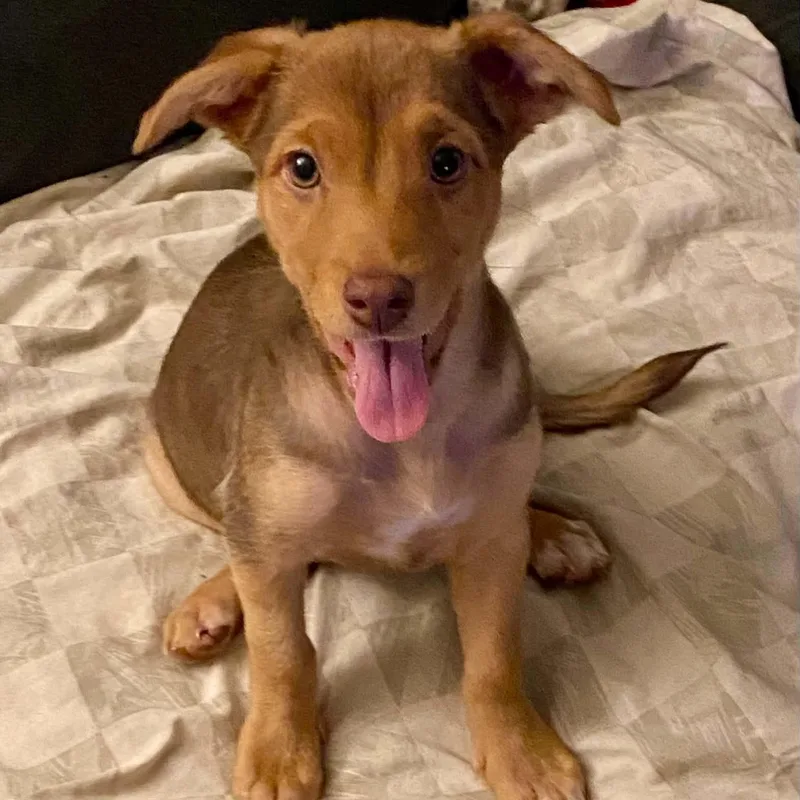 A baby medium-sized female Brown / Chocolate Shepherd dog named Willow for adoption in Antioch, CA