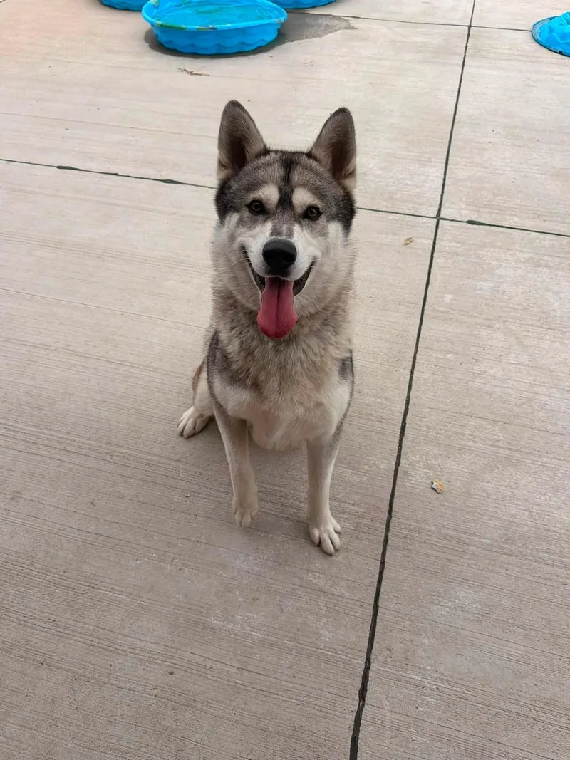 An adult medium-sized male Black Husky dog named Heinz for adoption in Lincoln Park, MI