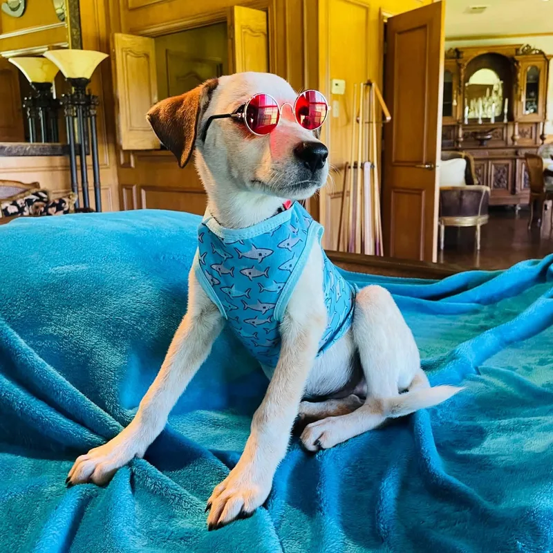 A baby medium-sized male White / Cream Labrador Retriever dog named Waylon for adoption in Boerne, TX