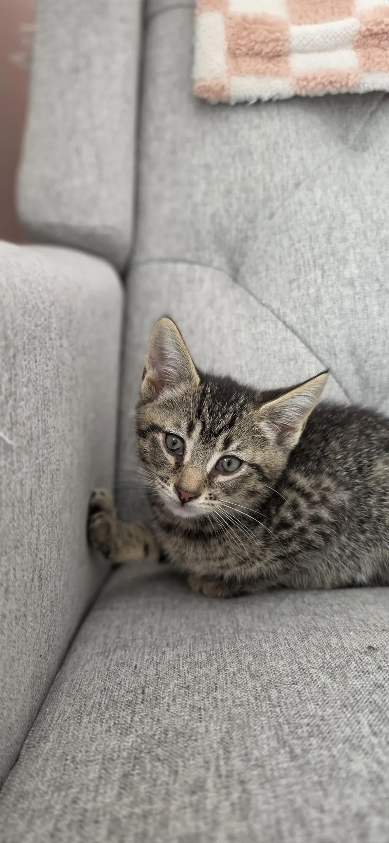 A baby medium-sized male Domestic Short Hair cat named Chip for adoption in Hanover, PA