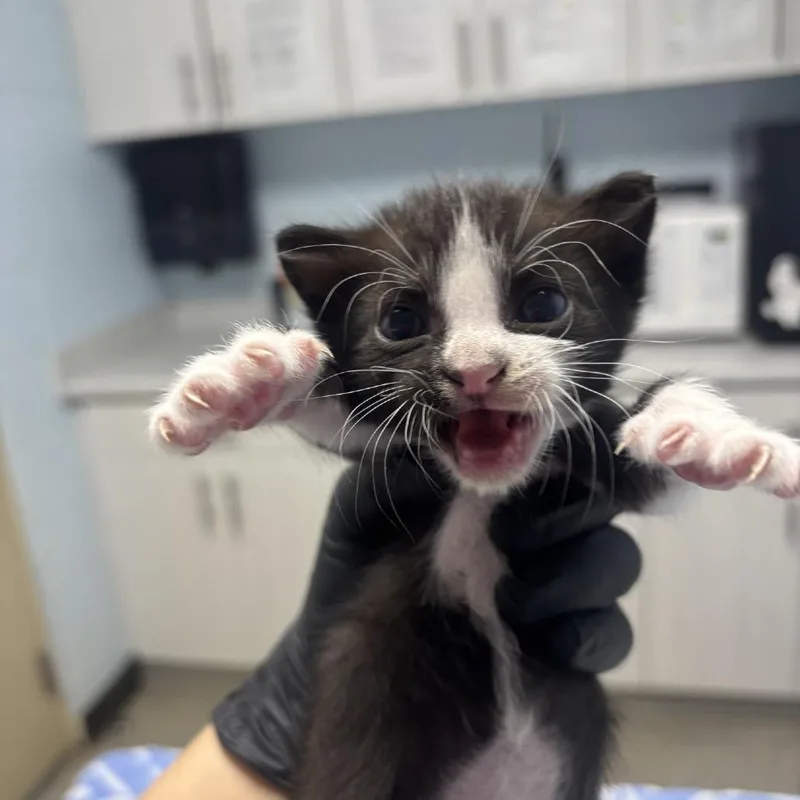 A baby small-sized male Black Domestic Short Hair cat named Billy for adoption in Riverside, CA
